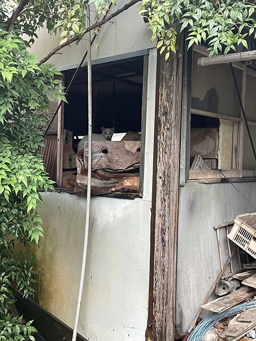 31日までに70%の【280万円】を目指しています！取り残され、死と隣合わせの猫たちの元へ