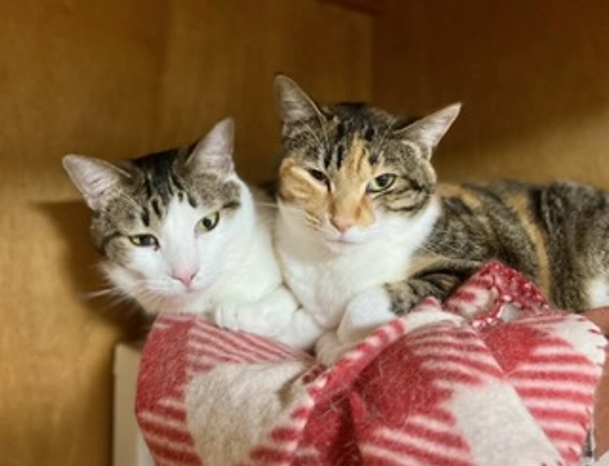 里親募集 園児②