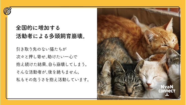 保護猫カフェ開業へ。誰にも気にかけてもらえない命を0に! 3枚目