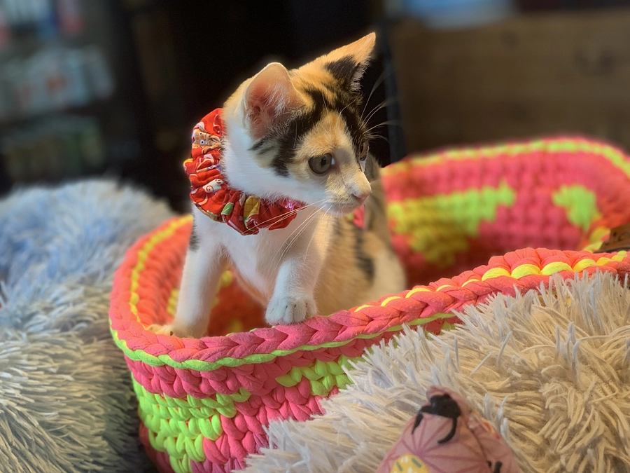 続々とトライアルお声掛け頂きました🐱