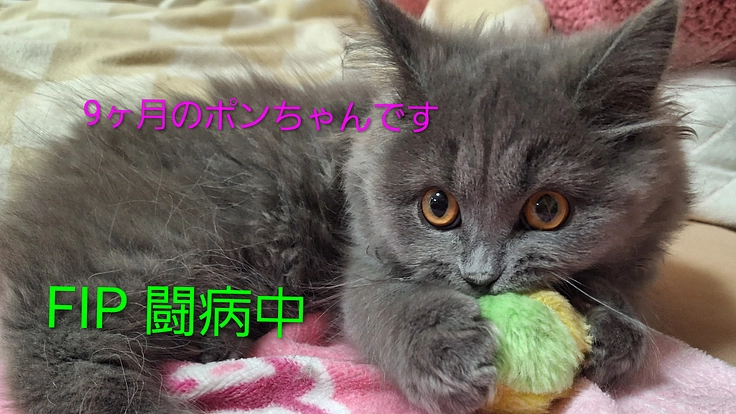 猫伝染性腹膜炎を患ったポンちゃんの明日をつないで頂けないでしょうか