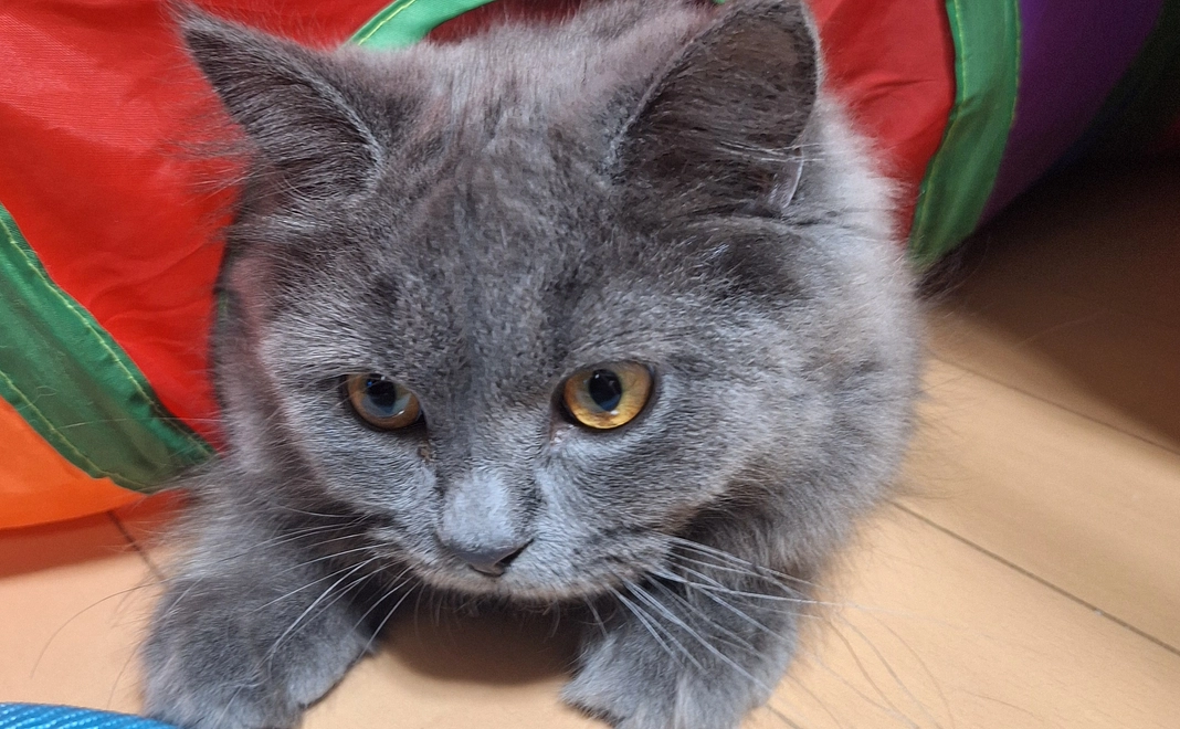 ポンちゃんの明日のために3 リターン不要