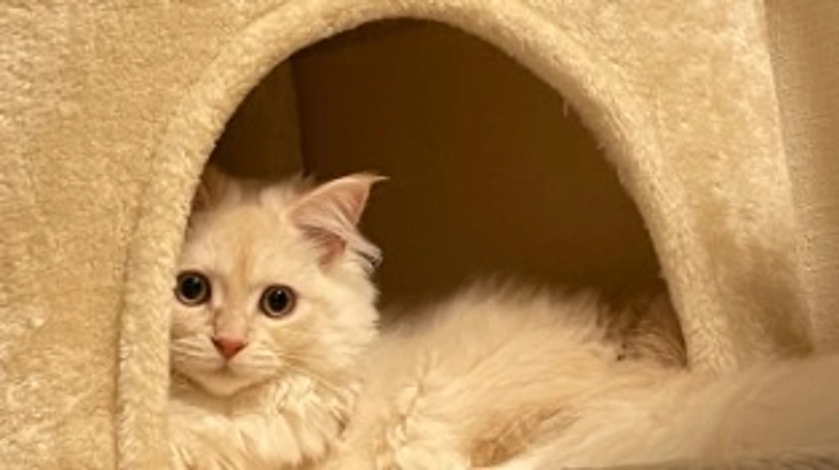 本日からプロジェクト開始です！