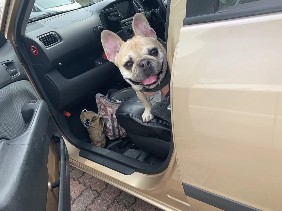 ちくわ🐶のその後の経過報告❤️②