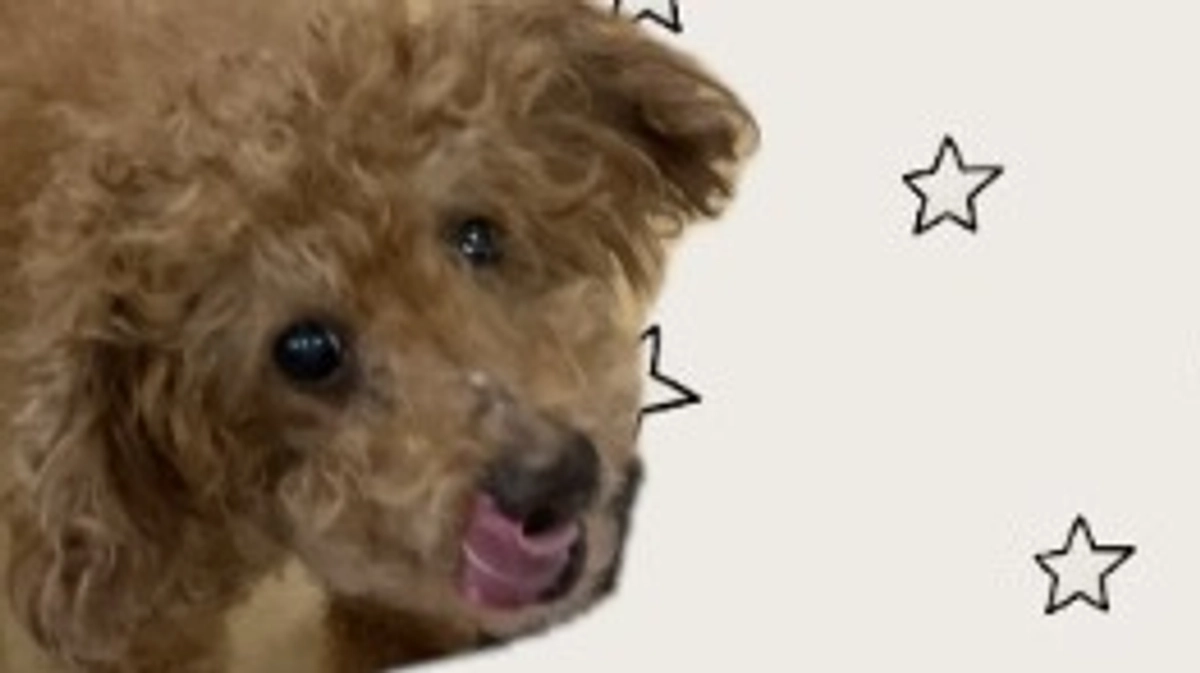 リターンを送付させていただきました