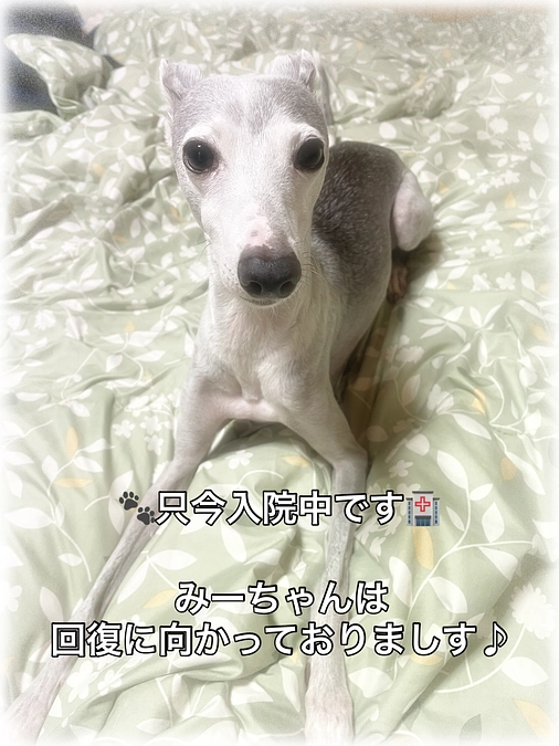 只今みーちゃんは入院中です🏥