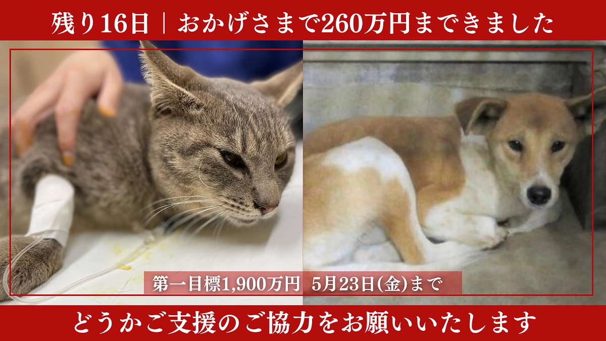 残り16日。体調不良のねこちゃんが続出し、てんてこ舞いでした