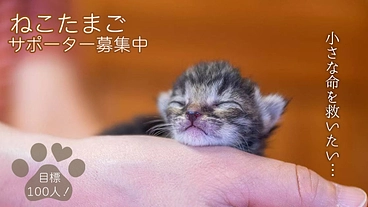 ねこたまごサポーター募集｜殺処分対象の猫達を救いたい！ のトップ画像