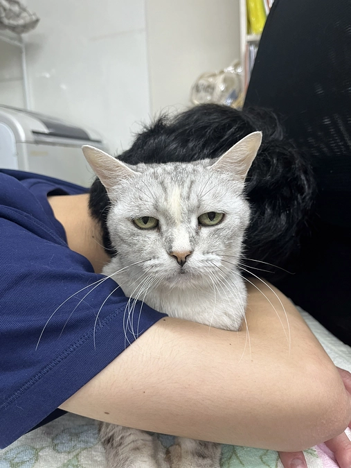 ねこてまりはずっとのお家を待つ出会いの場所です