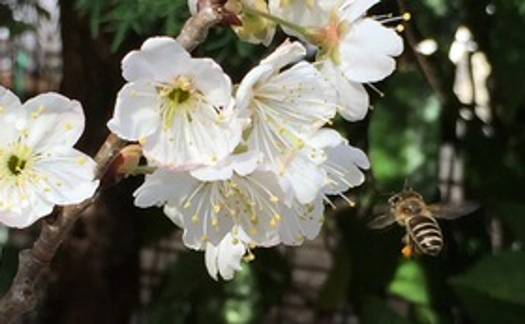 JBeeFarmへの応援　5000円