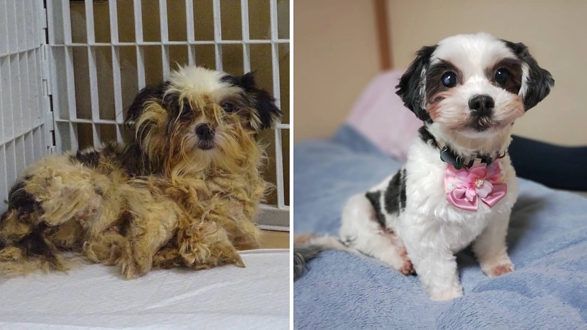 終了まであと11日【ビフォー・アフター】多頭飼育崩壊からレスキューされ、幸せになった「あまずちゃん」