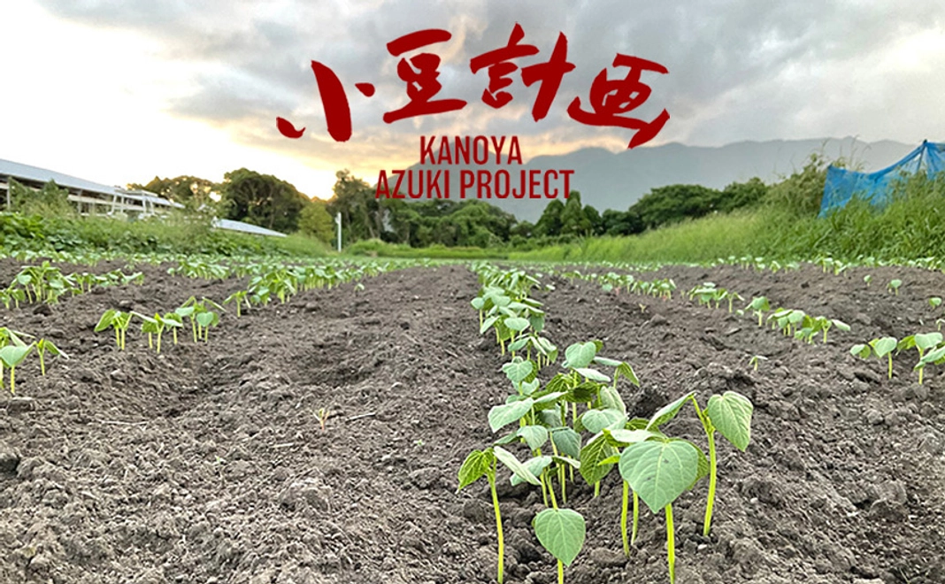 感謝のメールとポストカードA