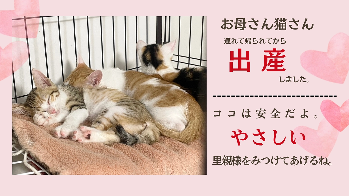 高知県から来たモモちゃんファミリーのご紹介