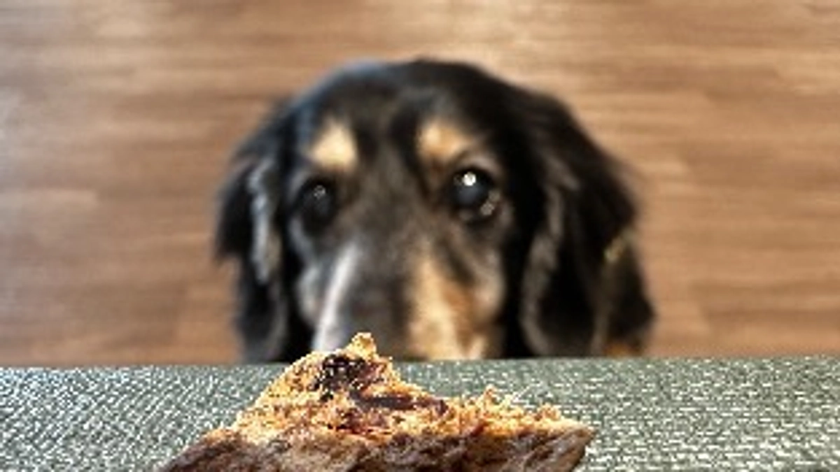 ビーデルの癌は良性（軽度）でした！