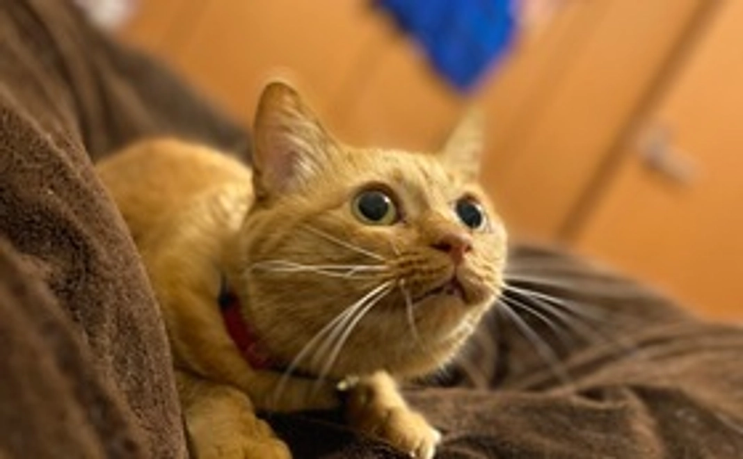 かわいいミィの写真