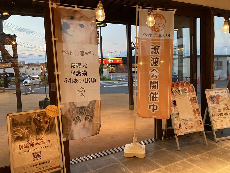 明日は譲渡会、前日準備に大忙し！