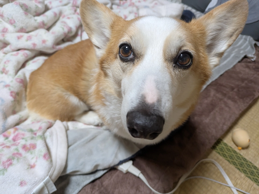 退院後安心して眠るめるの姿に涙が止まらない