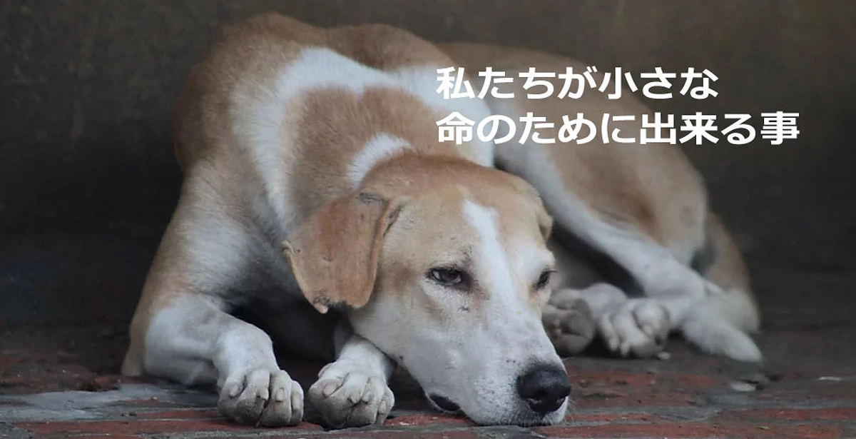 プロジェクト成立のご支援と応援に心より感謝申し上げます。