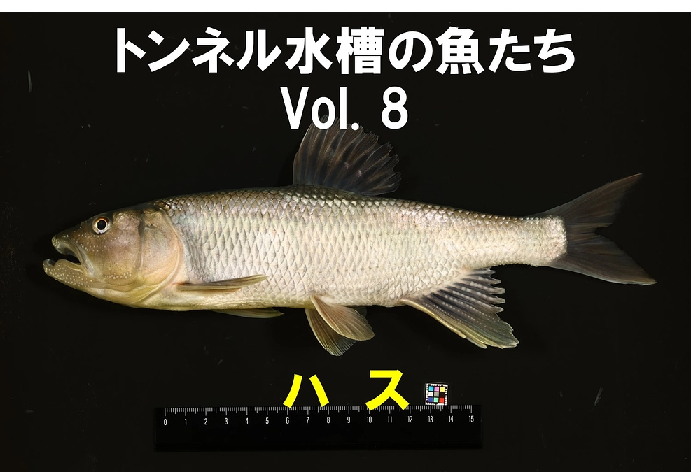 ハス ～トンネル水槽の魚たち⑧～