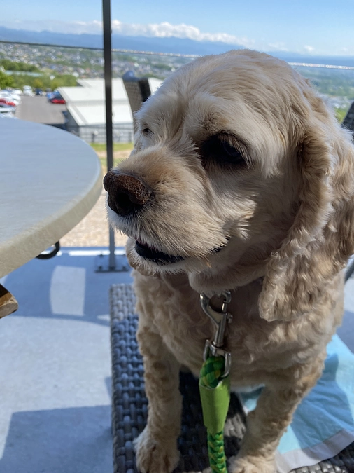 半年長生き出来ました　温泉治療も頑張っています！