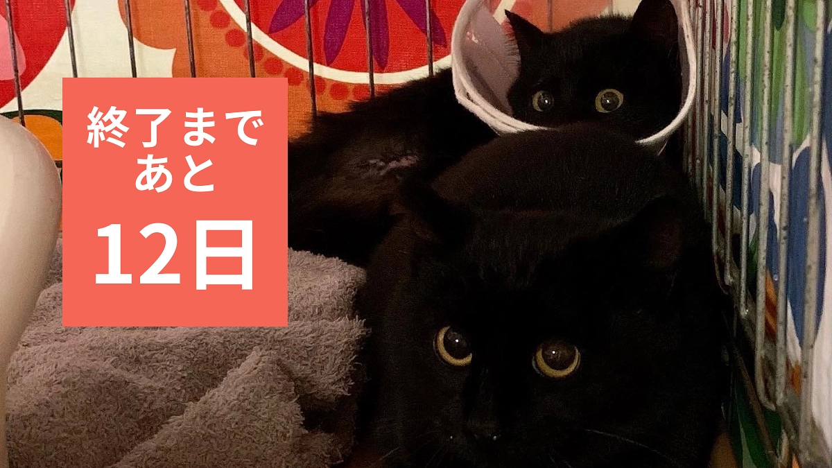 【残り12日！】急性腎不全で入院していた中くんが一時退院へ。右腎臓に加え左腎臓のダメージ…