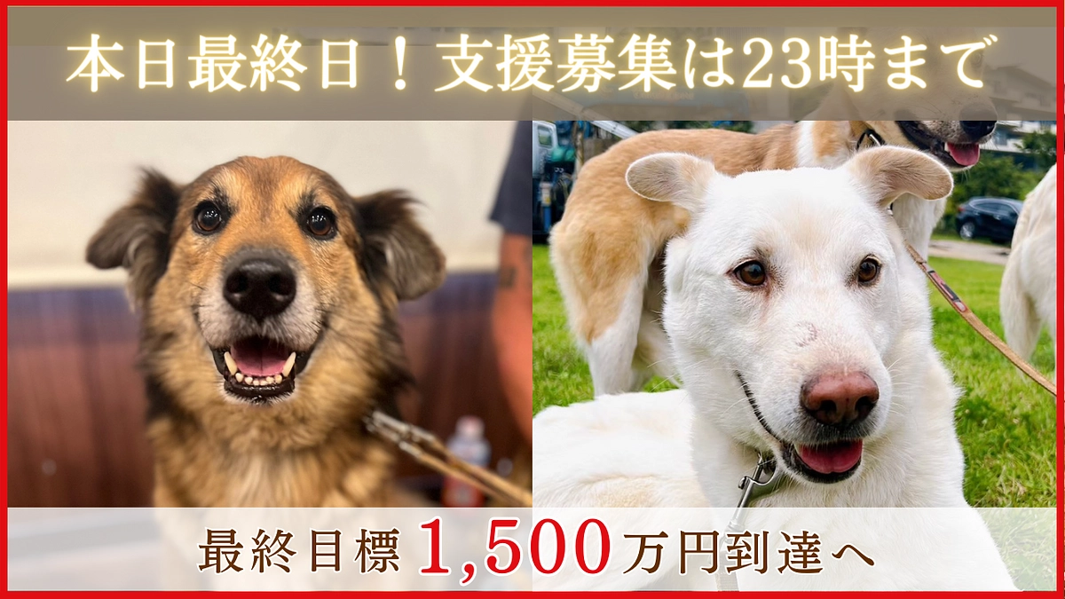 【本日最終日！支援終了は23時まで】温かい応援メッセージのご紹介です！