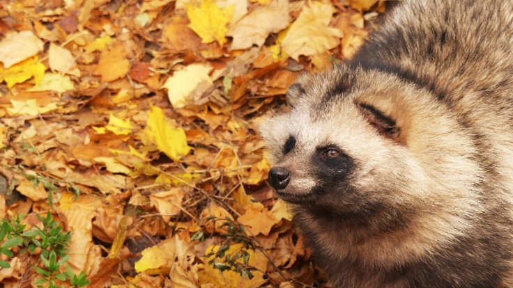 動物の福祉に配慮した「ホントの夜の動物園」を開催したい！