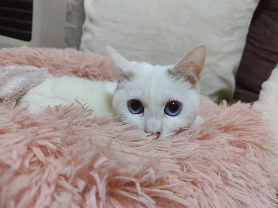 ベッドがお気に入り