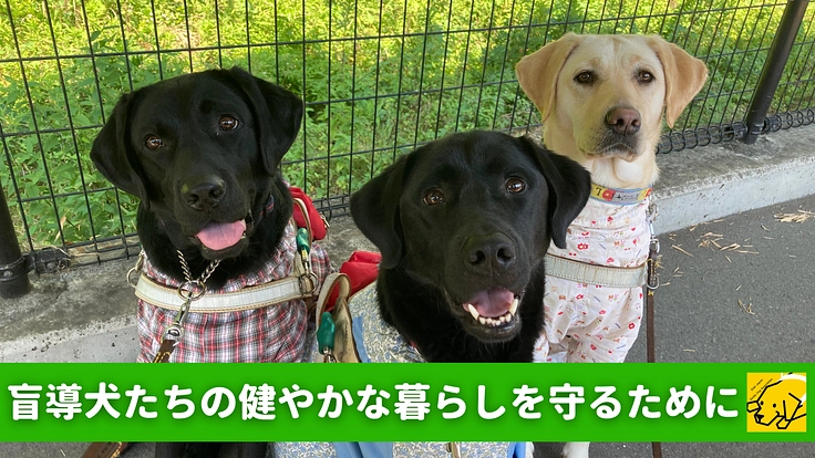 盲導犬事業を支える犬たちの健康を守る「医療費・フード費」にご支援を