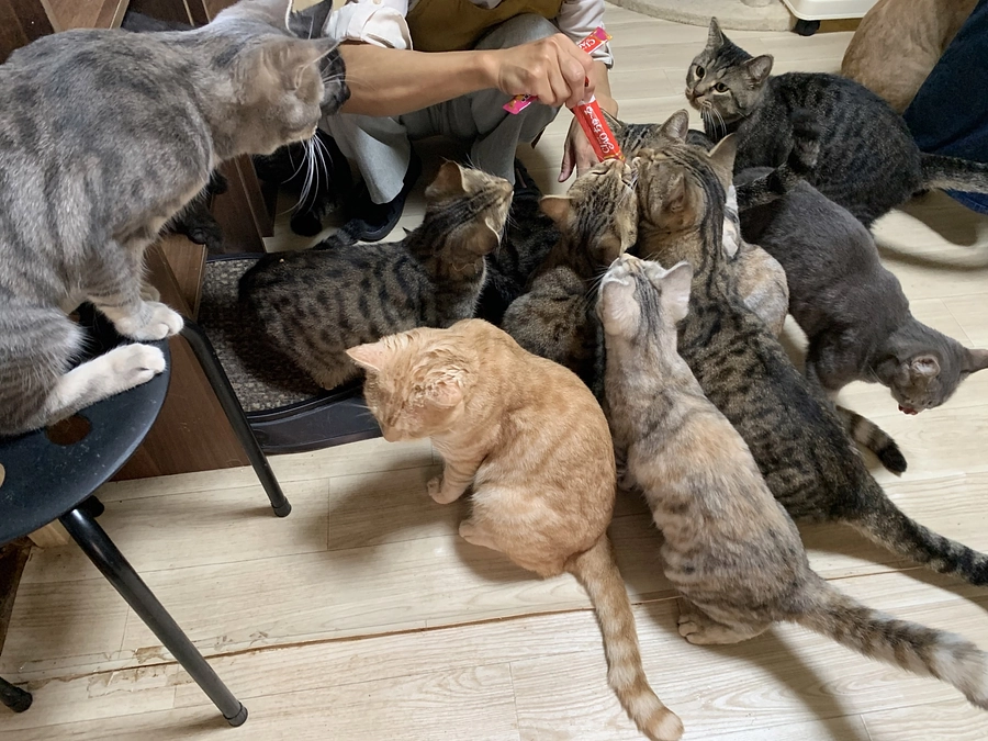 今回も覚悟の挑戦です。応援をよろしくお願いいたします！