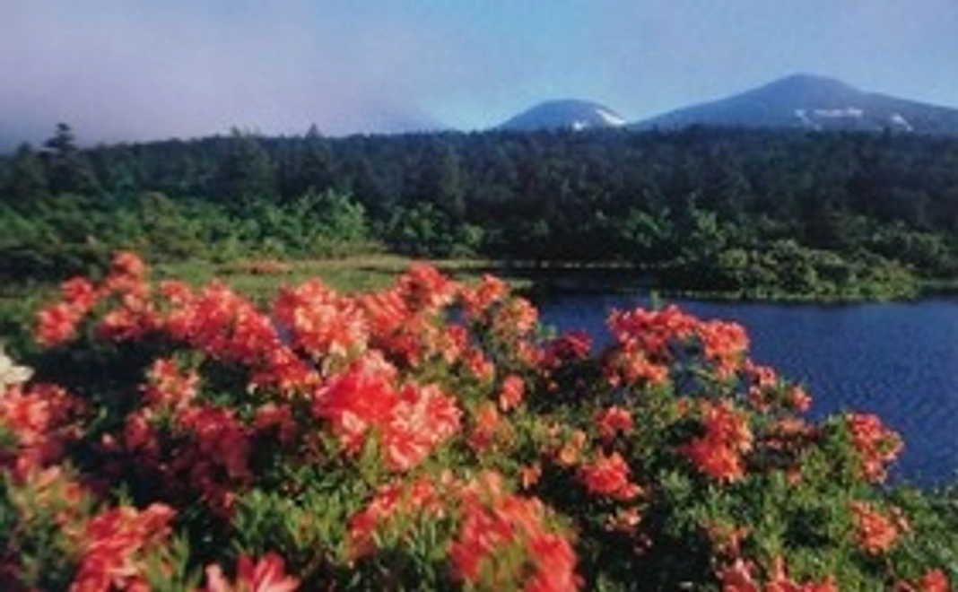 感謝のメール+八甲田のポストカード1枚