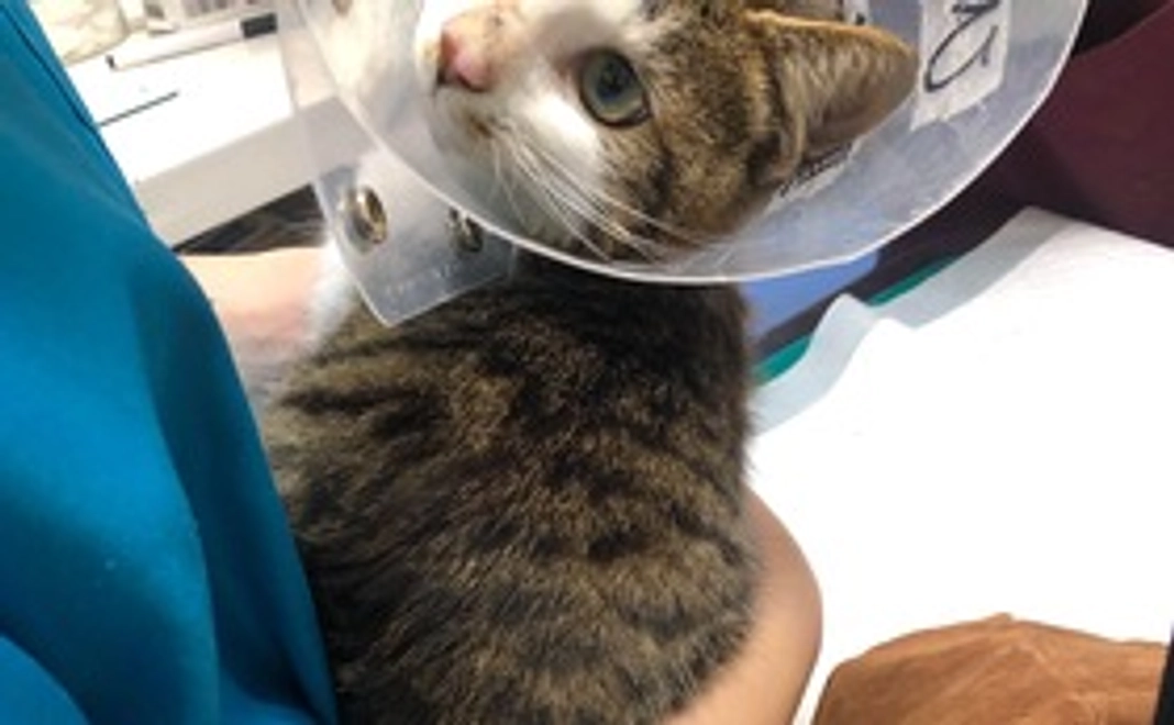 『3000円コース』感謝のメール 医療費サポーター