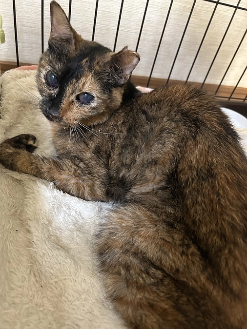 わかっててもご飯食べなくなるは辛いです。。。