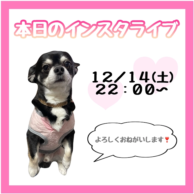 本当のライブ予定