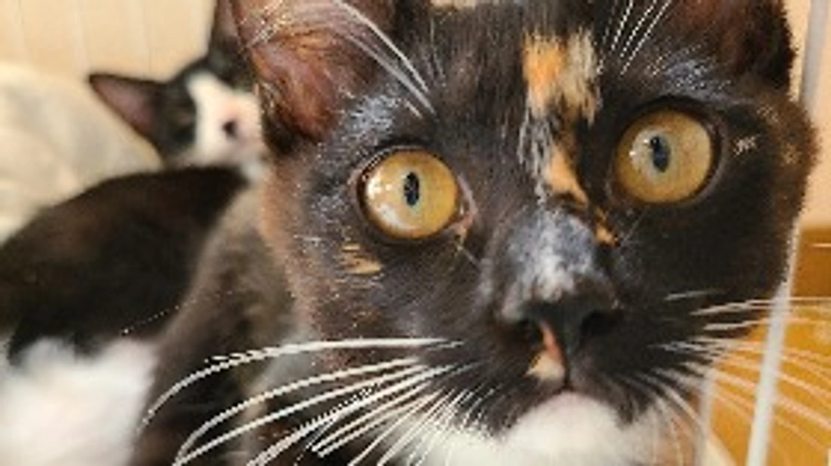 達成率25%、1/4まで来ました！！