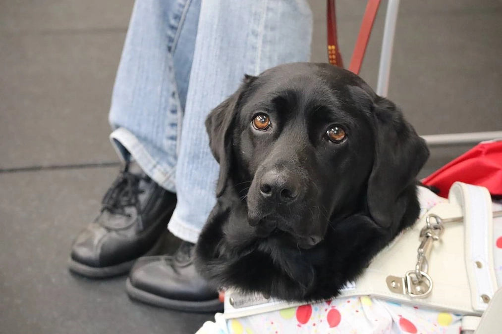 本年度4頭目の盲導犬（２０２３／１１／１５）