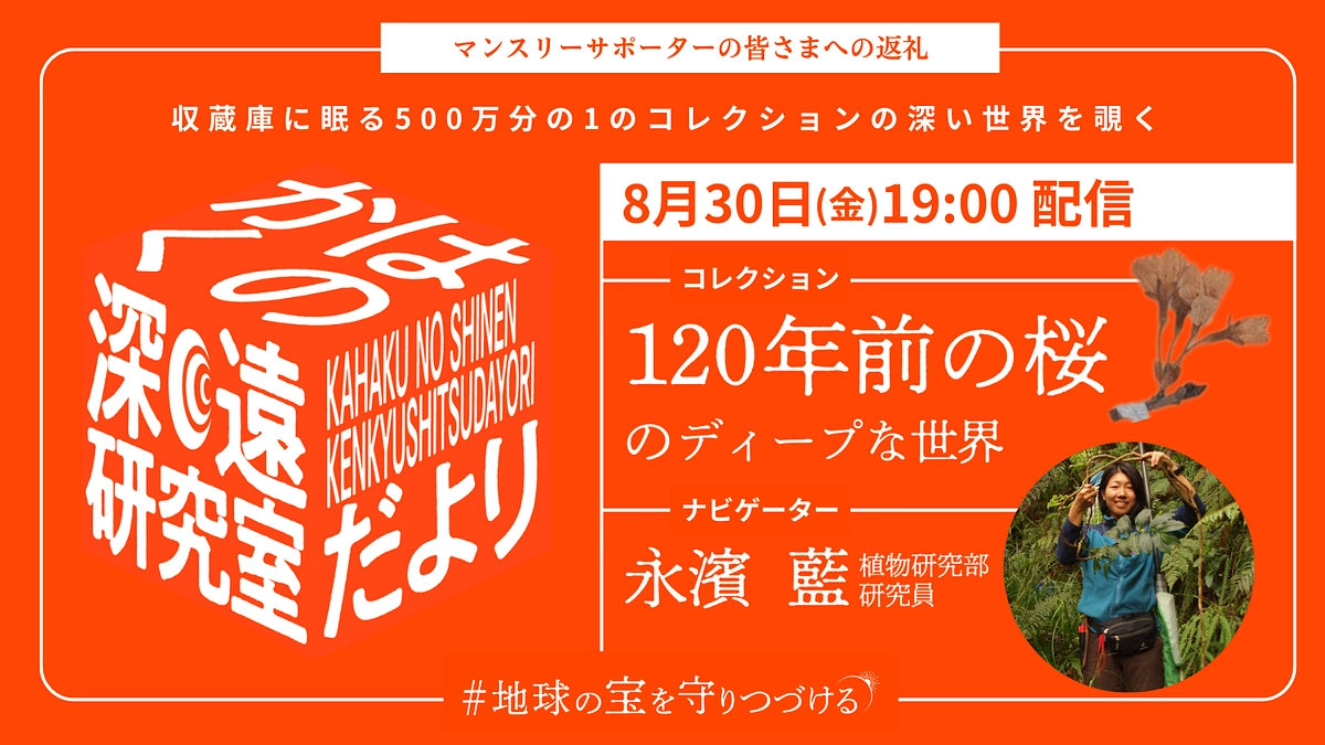 かはくの深遠研究室だより｜file.3 永濱藍先生が語る、120年前の桜のディープな世界