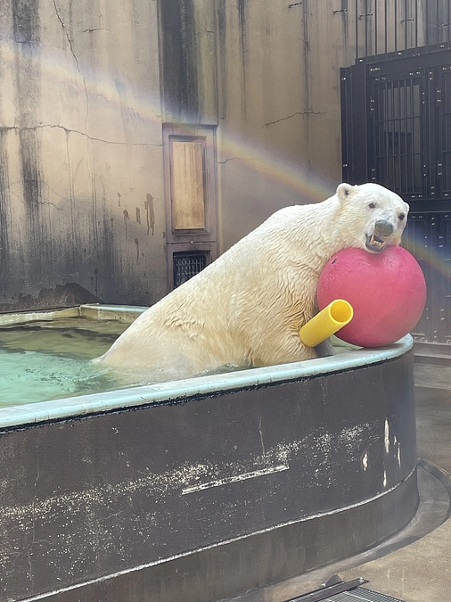 【新着！】おすすめリターン紹介④　ホッキョクグマ使用済み遊具で作ったキーホルダー