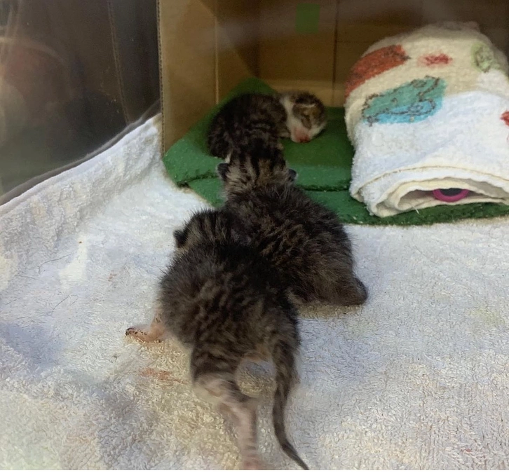 【あと７日💦】第二ステップまで１５０万　五年前カラスにやられた子達の里親さまからの応援メッセージ