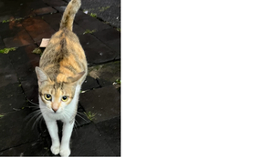 【リターン不要な方向け】感謝のコース