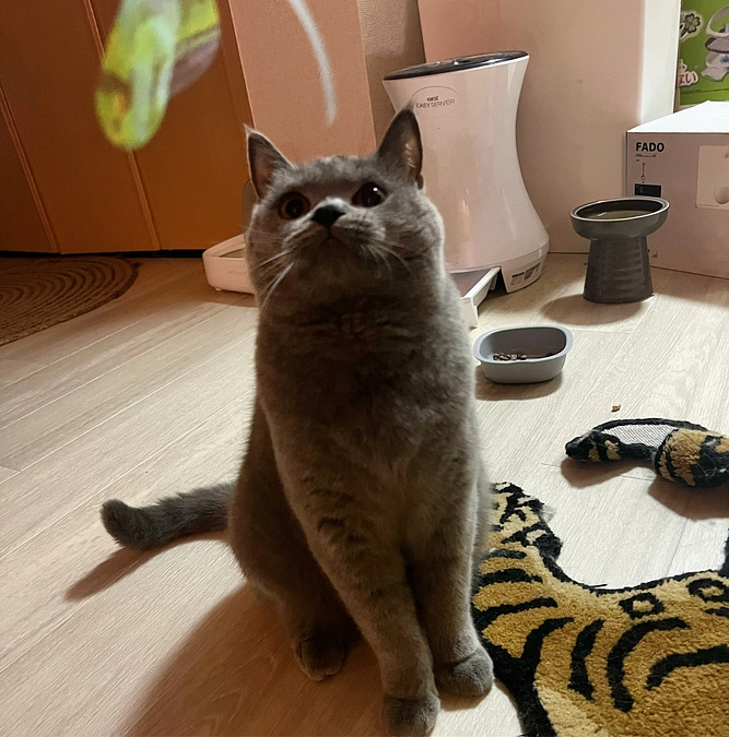 今日のドムくん