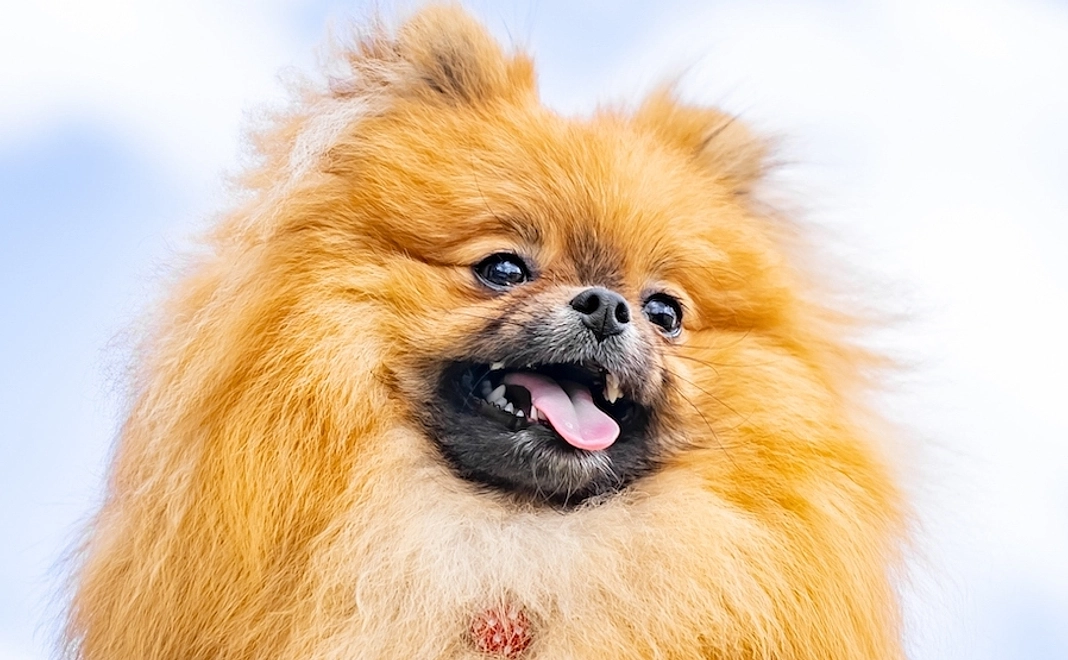 感謝のメール、ぽんの写真