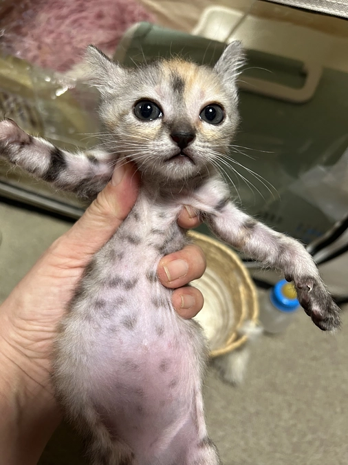 少し前入院してた子達も元気にしてます❣️