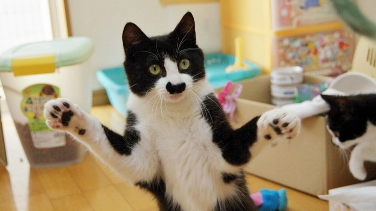 保護した猫をリターンせず里親さんに繋げたい