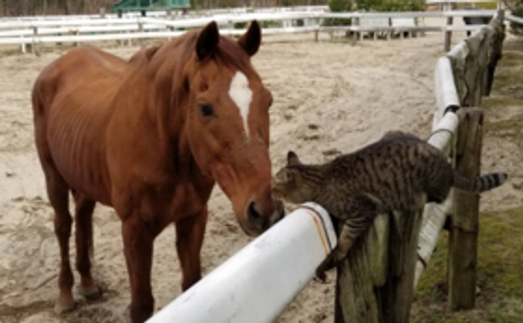 【1万円】応援コース