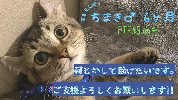 難病FIPを発症。ちまきくんを救うご支援をどうかお願いします！