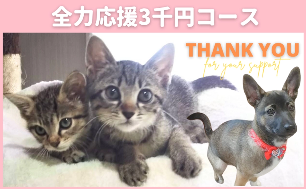 全力応援コース｜3千円
