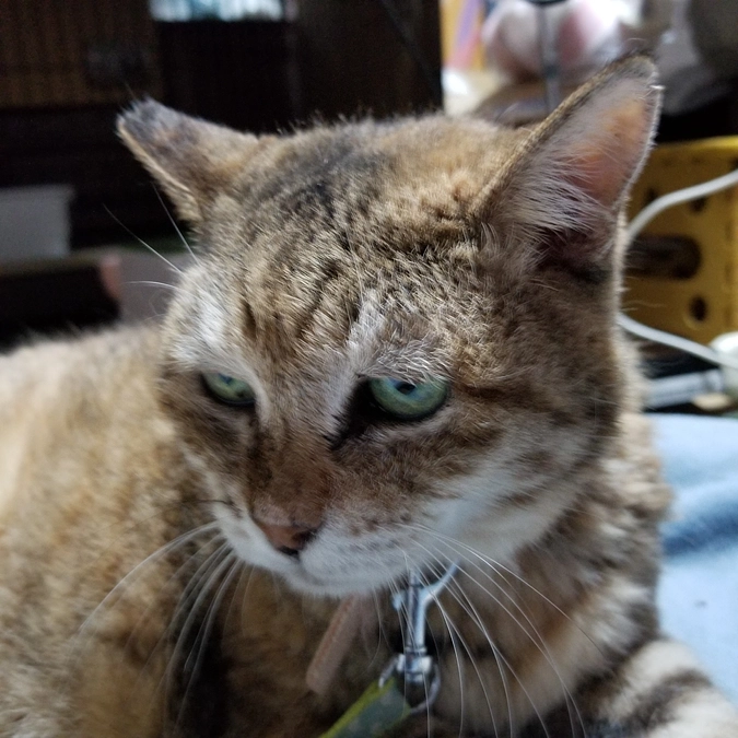 しゃーに会いに行ってきました。