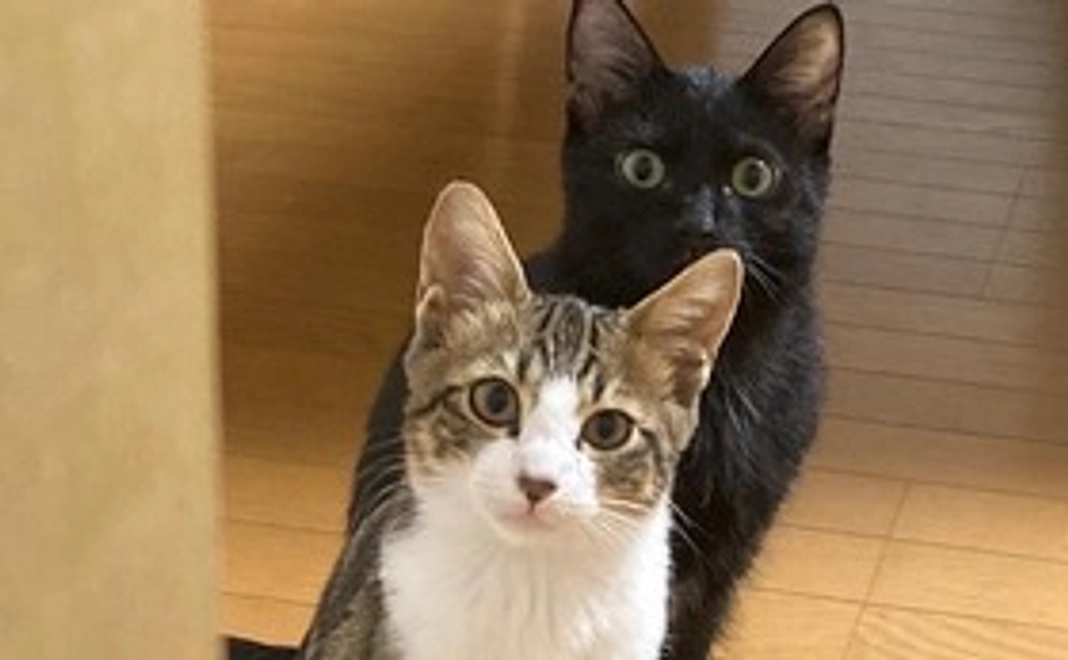 保護猫ちゃん全力応援 5,000円