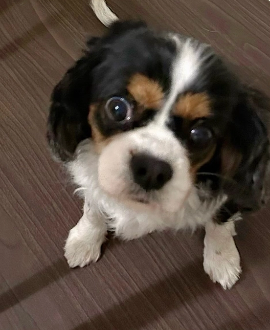 アイシスちゃんの余命